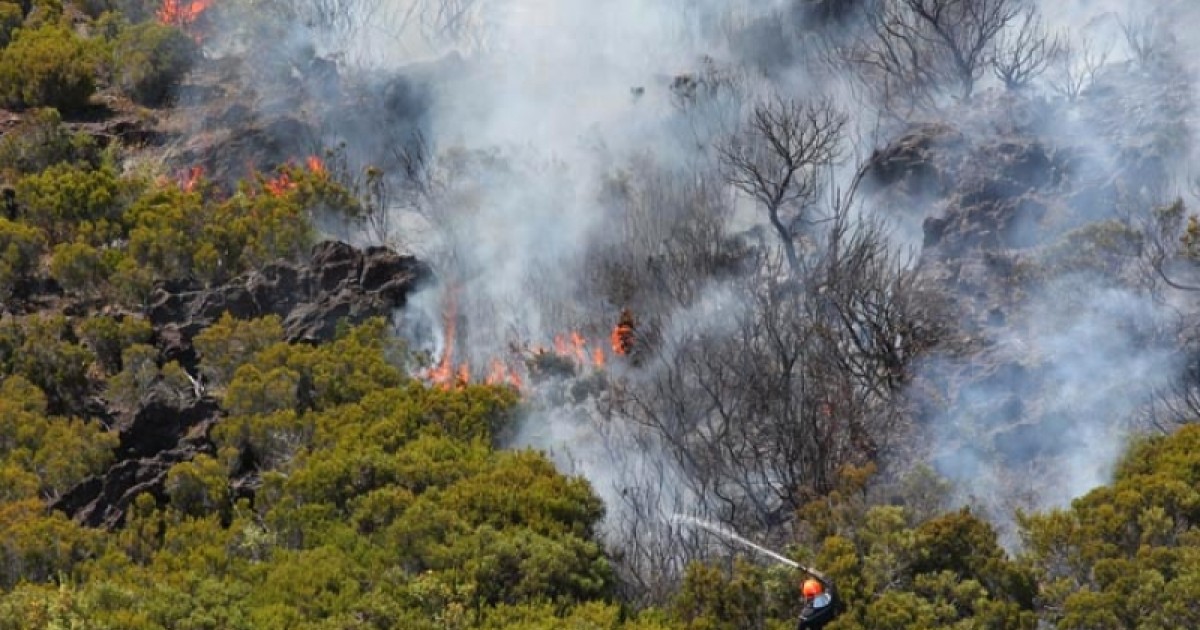 découvrez les principales menaces pesant sur les habitats naturels et les stratégies de résilience mises en place pour préserver la biodiversité et garantir la survie des écosystèmes.
