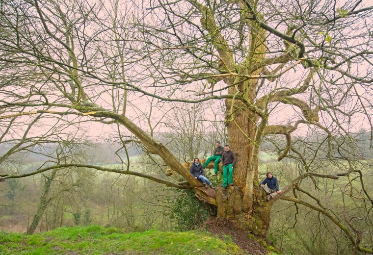 découvrez comment gérer un arbre tombé avec votre assurance : démarches, couverture et conseils pour un remboursement efficace.